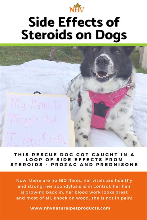 13 Year Old Dog Maggies Twisted Tale Of Side Effects Natural Pet