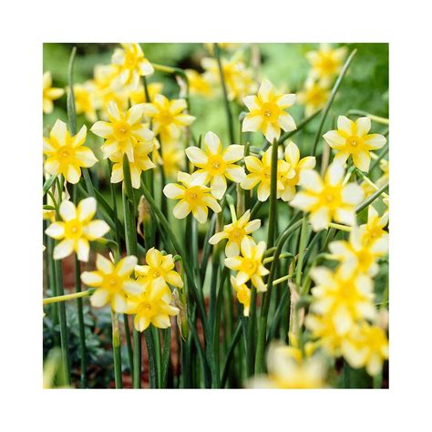 Narcissus ‘new Baby Bulbs Daffodil Bulbs Bulb Flowers Daffodils
