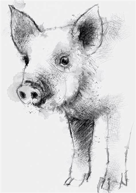 How To Draw A Pig Sketch Sketch Drawing Idea
