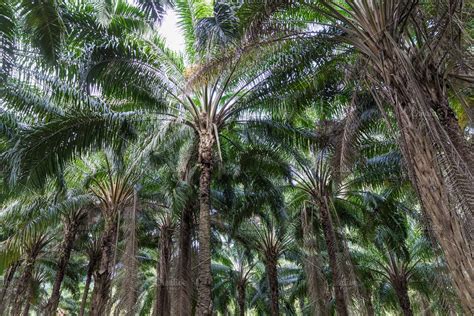 African Oil Palm Plantation In Thail Containing Palm Oil And