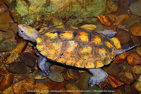 Japanese Pond Turtle Stock Photo Minden Pictures