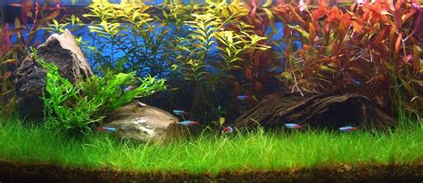 Dwarf hair grass (eleocharis parvula) care level: Planted aquarium, Live aquarium plants, Aquascape