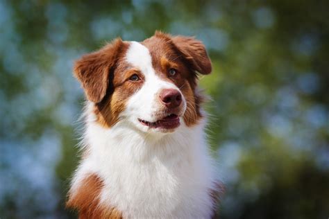 Golden australian shepherd mix | Dogs, breeds and ...