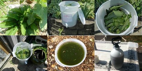 Congratulations on your decision to make your own homemade lawn fertilizer. Gardening Self Sufficiency: Make your own liquid fertilizer | Liquid fertilizer, Comfrey tea, Plants