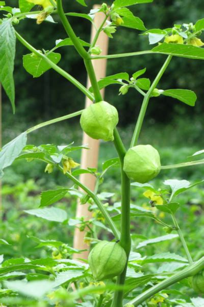 Tomatillo plants often have very heavy yields, even with marginal growing conditions. How To Grow Tomatillos With Ease - And Make Delicious ...