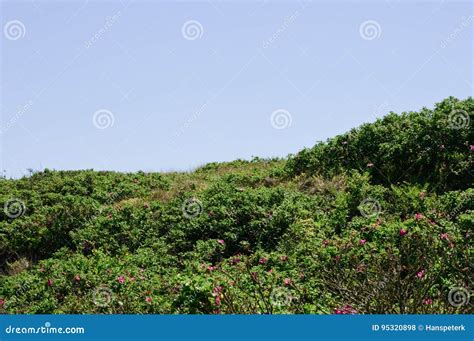 Dune Landscape With A Green Wilderness Stock Photo Image Of Dune