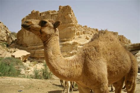 Camello En Desierto Del Boker Del Sede Imagen Imagen 2917956