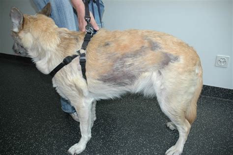 Hair loss, both in humans and dogs, is evidence of a medical condition known broadly as alopecia. Hair Loss in Pets (Alopecia) • MSPCA-Angell