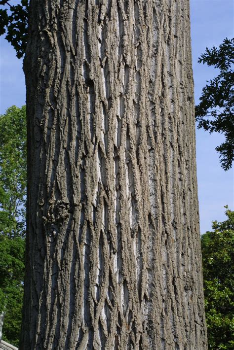 Liriodendron Tulipifera Magnoliaceae Bark Of A Large Tree