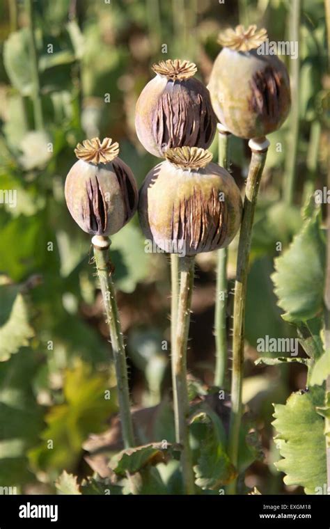 Opium Poppy Field Hi Res Stock Photography And Images Alamy