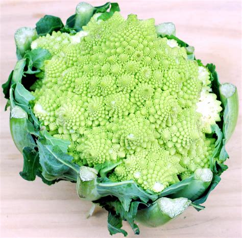 Broccolo Romanesco Wikipedia