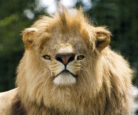 Lion Belgium National Animal 1280x1024 Rwallpaper