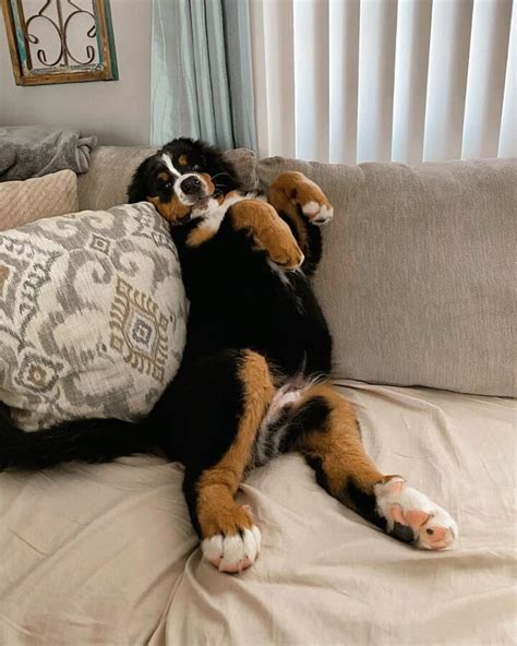 14 Pictures Only Bernese Mountain Dog Owners Will Think Are Funny