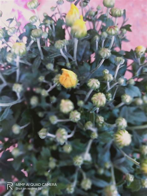 Nama botaninya ixonanthes icosandra jack. Anak Pokok Bunga Kekwa Kuning Live Plants Chrysanthemum ...