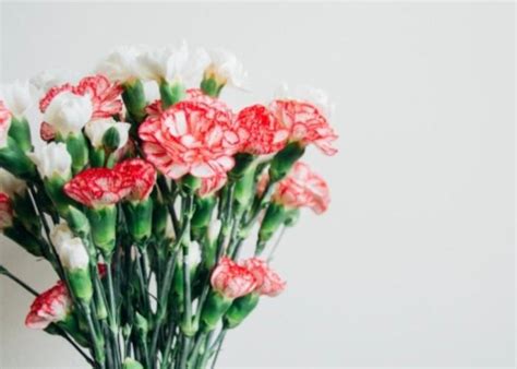 6 Makna Warna Bunga Anyelir Dan Manfaatnya Blog Ruparupa