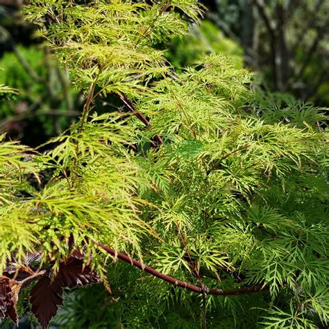 Acer Palmatum `emerald Lace` Klon Palmowy Kaczergis