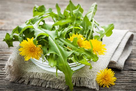 Dandelion Herb History Health Benefits Nutrition Facts Side Effects