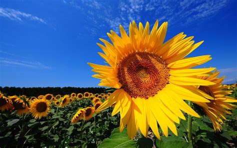 Sunflower Wallpapers Photos And Desktop Backgrounds Up To 8k