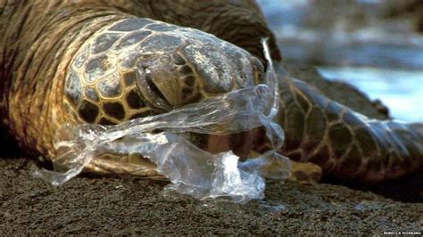 The Animals That Are Being Harmed By Plastic Bags Bbc News