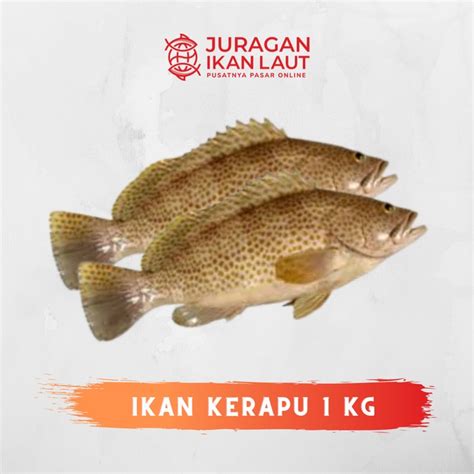 Jual Ikan Kerapu Segar Berkualitas Kilogram Shopee Indonesia