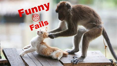 Try Not To Laugh Animals Funny Pet Fails Compilation 2019 Epic Pet
