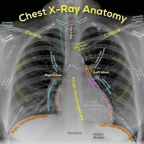 Anatomy Of Chest Functional Anatomy Of The Cardiovascular System