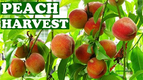 Harvesting Fresh Peaches From Tree Harvest Peach Fruits When How To