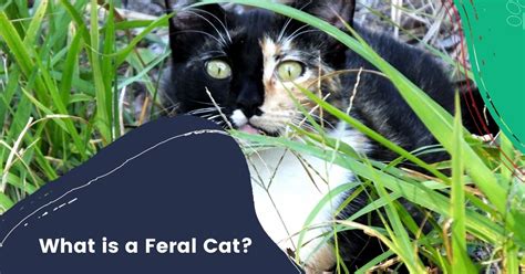 What Is A Feral Cat My Pets Routine