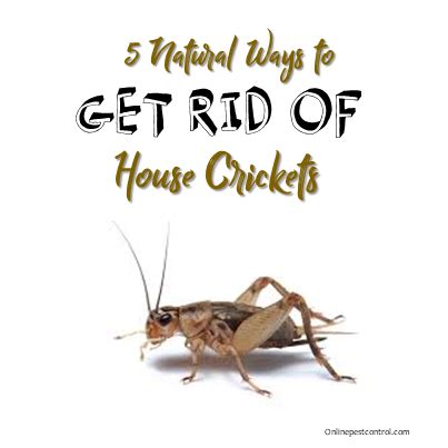 • house crickets • camel crickets • field crickets • mole crickets. 5 Natural Ways to Kill House Crickets - Online Pest Control
