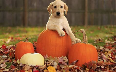 Fall With Dogs Funny Autumn Hd Wallpaper Pxfuel