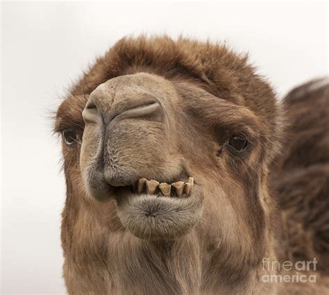 Camel A Fine Set Of Teeth Photograph By Philip Pound Fine Art America