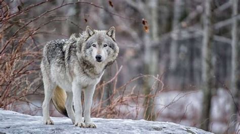 What Are Wolves Facts Diet And Habitat Of Wolves