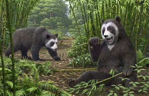 La Característica Increíble Del Panda Gigante Se Desarrolló Hace Al