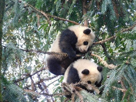 Panda Volunteer In China The Great Projects The Great Projects