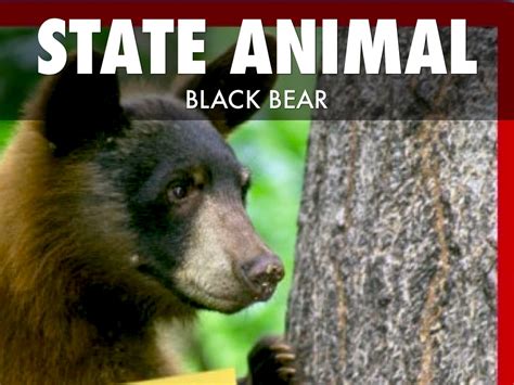 In 1969, dusty roadrunner was adopted as the official symbol of the state of new mexico to keep the state clean and beautiful. New Mexico by E P