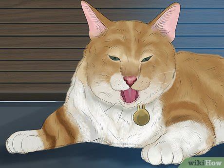 Letting your body rest and drinking plenty of fluids may help it disappear more quickly. 3 Ways to Diagnose and Treat Feline Bronchitis - wikiHow