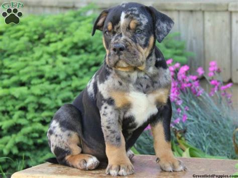 See more ideas about american bully for sale, pitbull terrier, dogs. Beautiful colors!! | Rottweiler mix puppies, Pitbull ...