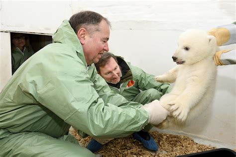 Berlin Zoo Greets Female Baby Polar Bear In First Checkup Courthouse