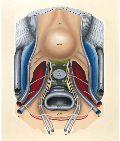 Schematic Illustration Of The Four Pelvic Retroperitoneal Compartments