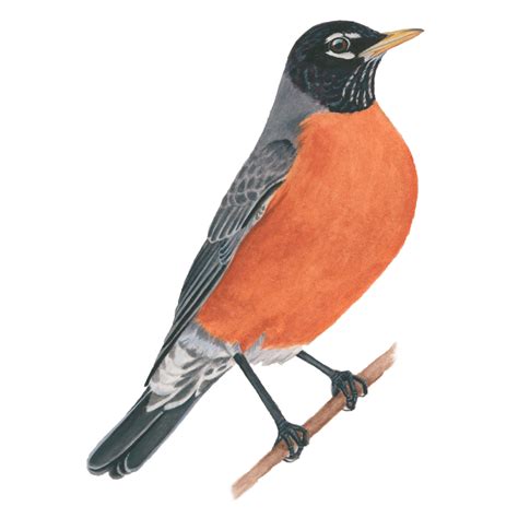 Robin Png Images Free Png Library