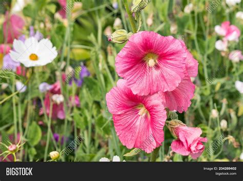 Wildflower Meadow Pink Image And Photo Free Trial Bigstock