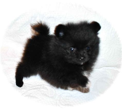 Meet celebrity pets, see the cutest photos and get the latest news on dogs, cats and more amazing animals! Black Pomeranian Puppies For Sale Near Me | PETSIDI