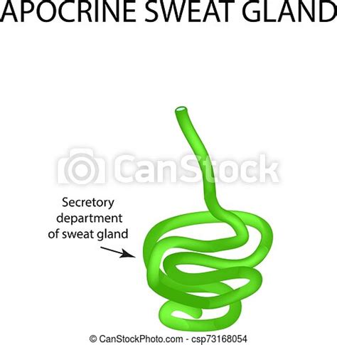Structure Apocrine Sweat Gland Infographics Vector Illustration On