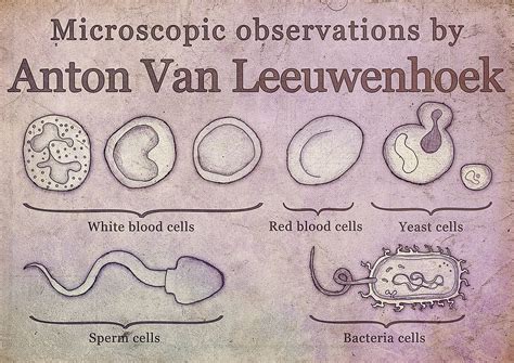 Anton Van Leeuwenhoek Biografía Microscopio Y Más