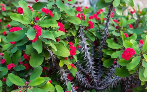 How To Grow Crown Of Thorns Indoors And Outdoors 3 Proven