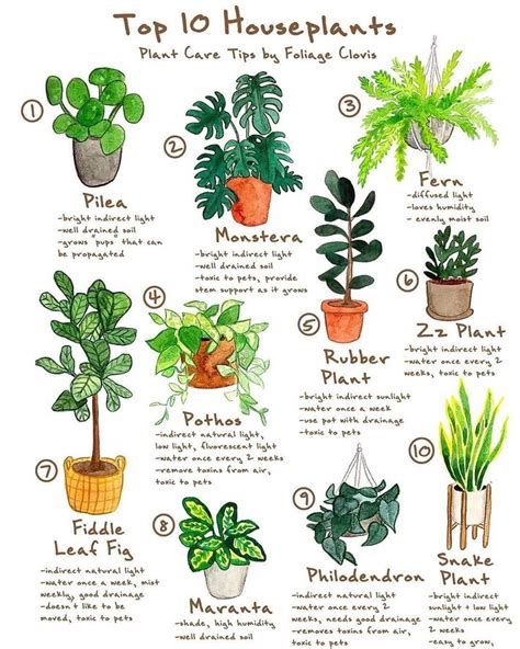 Olivra Homedecor On Instagram Top 10 Most Common Houseplants😊 Could