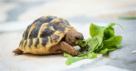 Qué Comen Las Tortugas Según Su Especie Blog Verdecora