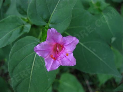 As if four o'clock this flower has been cultivated for hundreds of years. Perennial Plants, Bulbs & Seeds: Four O'Clock (Mirabilis ...