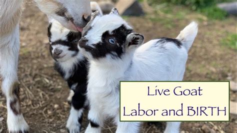 Our Goat Had Twins Live Goat Birth And Labor Farm Life Youtube