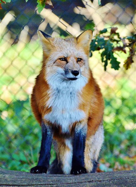 Free Download Brown White Fox Fuchs Red Fox Predator Reddish